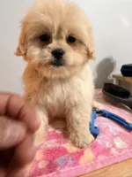 Pipa , a female Maltipoo for sale in Queens, NY – Photo 3 of 4