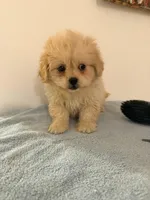 Pipa , a female Peekapoo for sale in Queens, NY – Photo 2 of 3