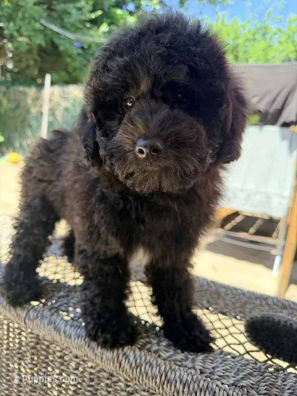 Papo – Miniature Goldendoodle puppy for sale in Queens, NY