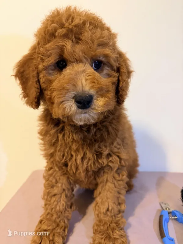 Roja 4 – Miniature Goldendoodle puppy for sale in Queens, NY