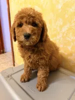 Roja 4, a female Miniature Goldendoodle for sale in Queens, NY – Photo 2 of 2