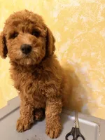 Roja 4, a female Miniature Goldendoodle for sale in Queens, NY – Photo 1 of 2