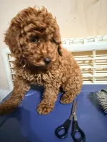 Pepe , a male Poodle - Miniature  for sale in Queens, NY – 3 of 3