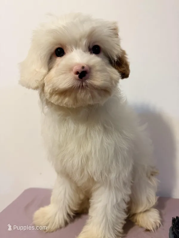 Blanca  – Miniature Goldendoodle puppy for sale in Queens, NY