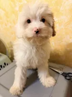 Blanca , a female Cavapoo for sale in Queens, NY – Photo 2 of 3