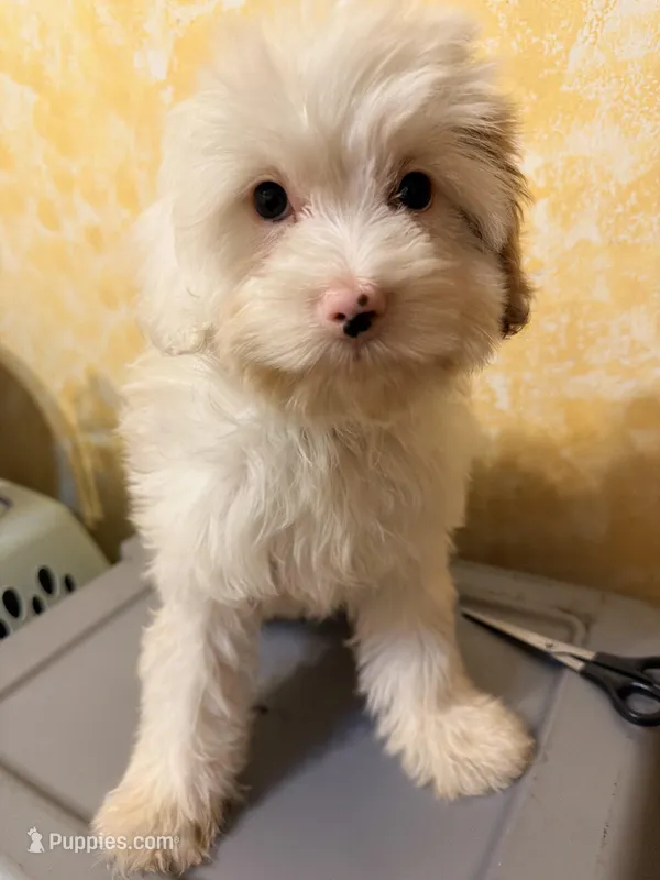 Blanca  – Cavapoo puppy for sale in Queens, NY