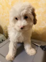 Blanca , a female Cavapoo for sale in Queens, NY – Photo 3 of 3