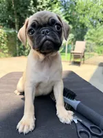 Nalga, a female Pug for sale in Queens, NY – 2 of 3