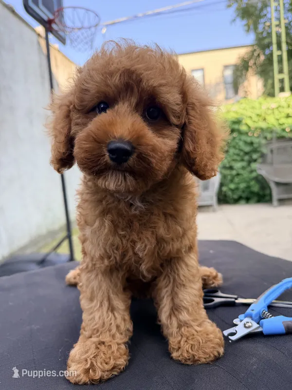 Pepe  – Poodle - Toy  puppy for sale in Queens, NY