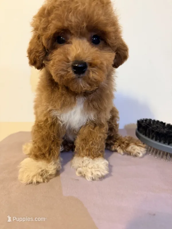 Pepa – Poodle - Toy  puppy for sale in Queens, NY
