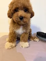 Pepa, a female Poodle - Toy  for sale in Queens, NY – 1 of 2