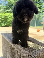 Negra, a female Miniature Goldendoodle for sale in Queens, NY – 2 of 2
