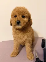 Piti , a male Poodle - Toy  for sale in Queens, NY – 1 of 3