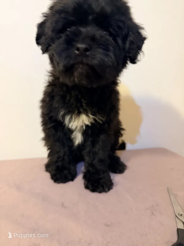 Papo – Miniature Goldendoodle puppy for sale in Queens, NY