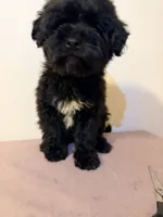 Papo, a male Miniature Goldendoodle for sale in Queens, NY – 1 of 2