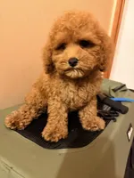 Cheeto , a male Poodle - Toy  for sale in Queens, NY – 3 of 3