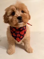 Loka , a female Cavapoo for sale in Queens, NY – Photo 1 of 2