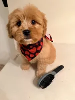 Loka , a female Cavapoo for sale in Queens, NY – Photo 2 of 2