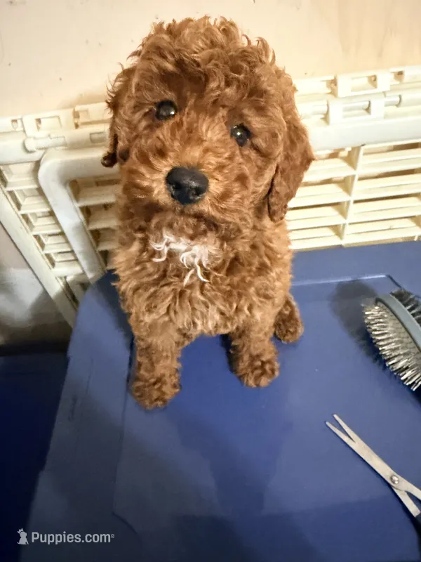 Pepe  – Poodle - Miniature  puppy for sale in Queens, NY