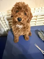 Pepe , a male Poodle - Miniature  for sale in Queens, NY – 1 of 3