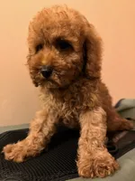 Pepe , a male Poodle - Toy  for sale in Queens, NY – 2 of 2