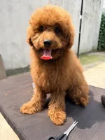 Chicho , a male Poodle - Miniature  for sale in Queens, NY – 2 of 2