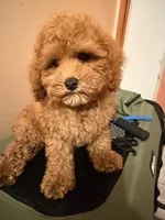 Cheeto , a male Poodle - Toy  for sale in Queens, NY – 1 of 3
