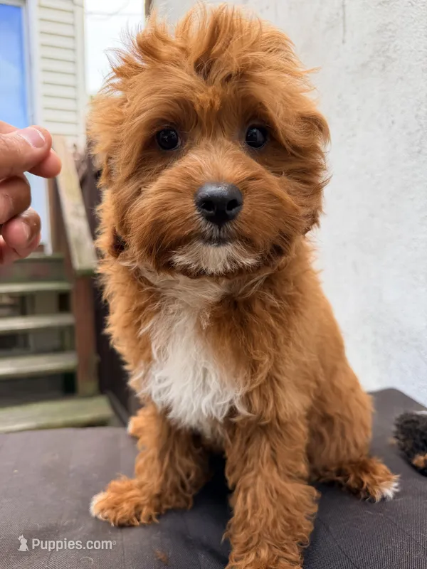 Coca – Cavapoo puppy for sale in Queens, NY