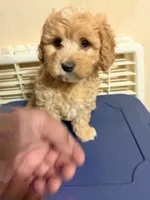 Chicha, a female Cavapoo for sale in Queens, NY – 3 of 3