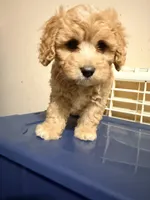 Chicha, a female Cavapoo for sale in Queens, NY – 2 of 3