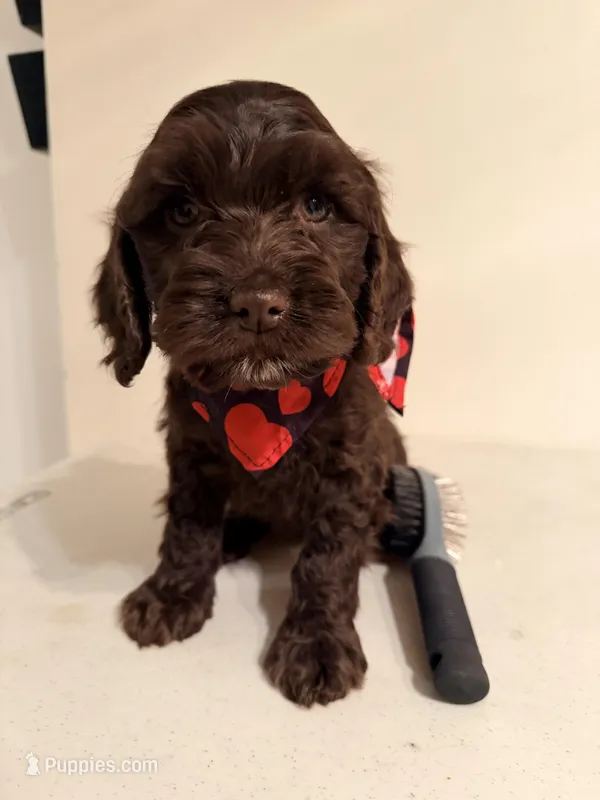 Chocolate , a male Cockapoo for sale in Queens, NY – Photo 1 of 2