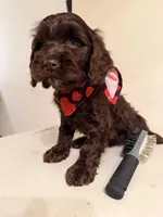 Chocolate , a male Cockapoo for sale in Queens, NY – Photo 2 of 2