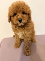 Pipa, a female Poodle - Toy  for sale in Queens, NY – 2 of 3