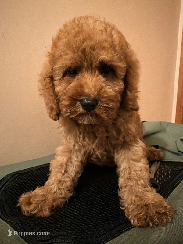 Pepe  – Poodle - Toy  puppy for sale in Queens, NY