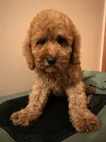 Pepe , a male Poodle - Toy  for sale in Queens, NY – 1 of 2