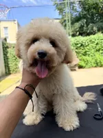 Macha, a female Poodle - Miniature  for sale in Queens, NY – 2 of 2