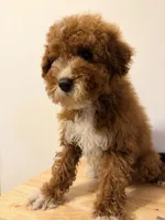Cafe , a male Miniature Goldendoodle for sale in Queens, NY – 2 of 3