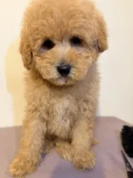 Pipi, a male Poodle - Toy  for sale in Queens, NY – 2 of 3