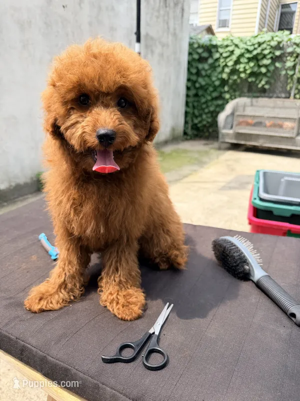 Chicho  – Poodle - Miniature  puppy for sale in Queens, NY