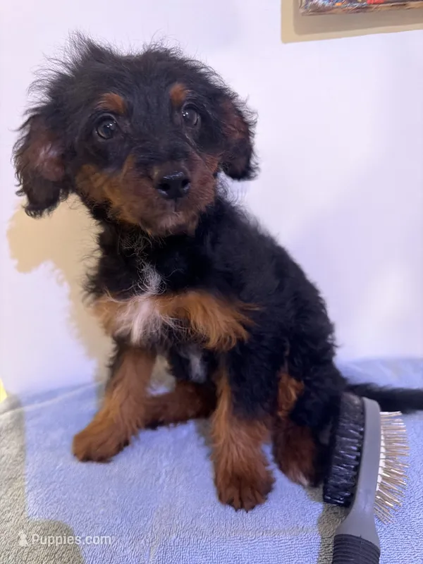 Loka  – Yorkipoo puppy for sale in Queens, NY