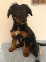 Loka , a female Yorkipoo for sale in Queens, NY – Photo 3 of 3