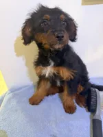 Loka , a female Yorkipoo for sale in Queens, NY – Photo 2 of 3