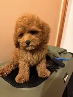 Cheeto , a male Poodle - Toy  for sale in Queens, NY – 2 of 3