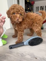 Ash, a male Poodle - Toy  for sale in Queens, NY – Photo 1 of 2