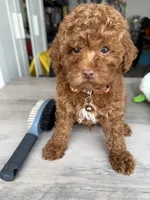 Ash, a male Poodle - Toy  for sale in Queens, NY – Photo 2 of 2