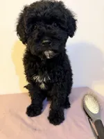 Negra, a female Miniature Goldendoodle for sale in Queens, NY – 2 of 2