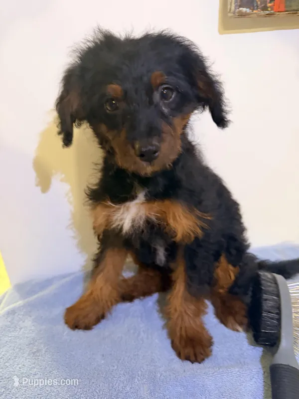 Pepa  – Yorkipoo puppy for sale in Queens, NY
