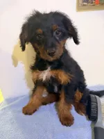 Pepa , a female Yorkipoo for sale in Queens, NY – Photo 1 of 2