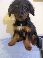 Pepa , a female Yorkipoo for sale in Queens, NY – Photo 2 of 2