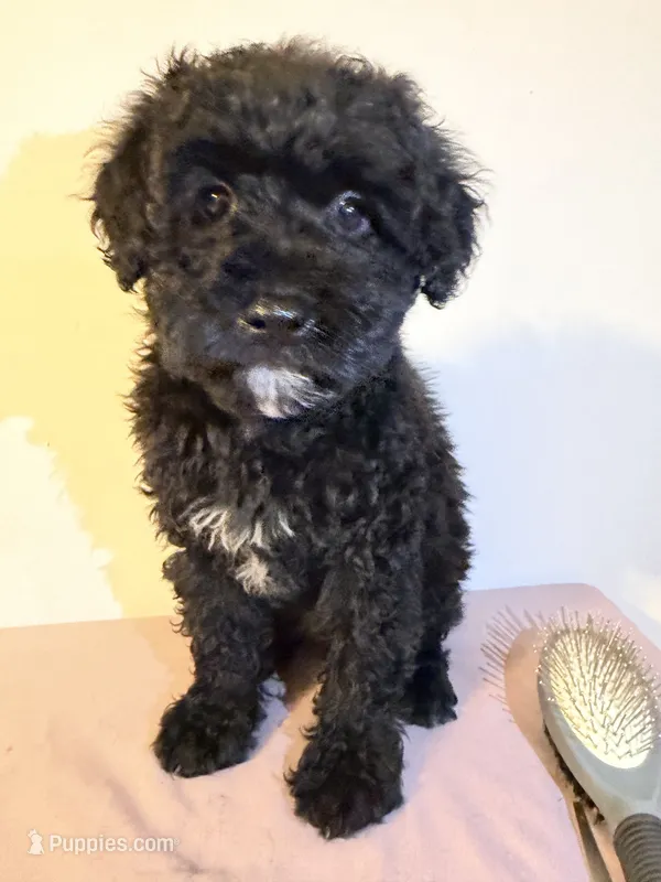 Negra – Miniature Goldendoodle puppy for sale in Queens, NY